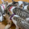 『ママが大好きで後をついて行く子猫たち』←幸せいっぱいな光景がたまらないと悶絶する人続出「襲われてるように見えるｗ」「可愛すぎ」