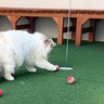 猫と『ゴルフ』をしていたら…思わず感動する『奇跡的な展開』に「ミラクルが起こったｗ」「プロゴルファー」と2万1000再生の反響