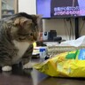 猫のまえでポテチを食べようとしたら…『粉々になっていく様子』が面白すぎると826万表示「ふとるからダメにゃ」「早いｗ」と爆笑の声