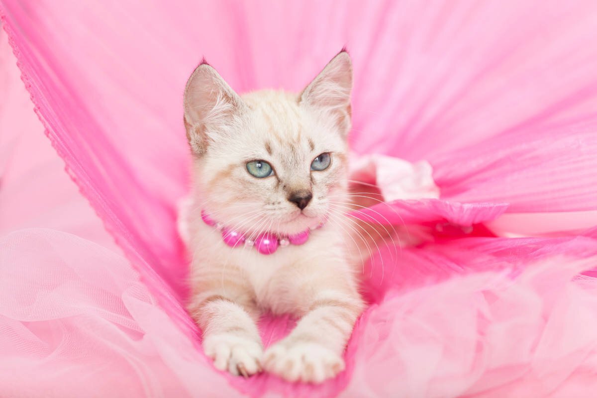 飼い主から莫大な財産を相続したセレブ猫！13歳になった現在の