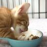 赤ちゃん猫が生まれて初めて『ドライフード』を食べた結果…『想像以上の反応』が可愛すぎると反響「旨い旨い言ってる」「笑顔になった」