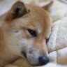 犬が『貧血』を起こしているサイン4つ　主な原因や注意すべき症状、対処法まで解説