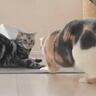 『やんのかポーズをする猫』に同居猫が『突っ込んだしまった』結果…まさかの結末が186万表示の反響「どっちもかわいいｗ」「仲良しだね」