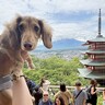観光中に犬と記念撮影→何枚か見返してみると…『かわいい共通点と表情』に3万7000いいね集まる「不思議そうｗ」「キョトン顔たまらん」の声