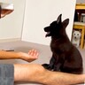 子犬と『おての練習』をしていたら、奥にいた犬が…勘違いで見せた『まさかの行動』が34万再生「条件反射？ｗ」「可愛すぎて変な声出た」