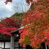 【11月24日（日）京都の紅葉】南禅寺のモミジも鮮やかに色づいてきています♪