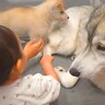 大型犬と赤ちゃんの愛しの時間に『子犬が乱入した』結果…態度が急変する光景が9万再生「扱い方分からないよねｗ」「ほんと素敵なご家族」