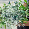 主役を引き立てる植物を生産して10年、三条市「コスモグリーン」。