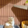 棚の上に猫じゃらし→ジャンプするかと思ったら…予想が大きく外れた『まさかの行動』に爆笑する人が続出「慎重派なんだねｗ」「可愛すぎて笑顔」