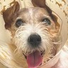 自分では立ち上がれない『寝たきりの犬』が脳手術を受けた結果…『奇跡の回復を遂げた光景』に感動「本当に強い子」「完全回復を願う」と6万再生