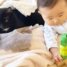 遊びに夢中な赤ちゃん→『体勢を崩して倒れたら、黒猫が…』まさか優しすぎる光景に「ステキな光景」「優しいお兄さん」の声