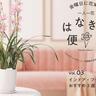 マイルームで花を育てよう！室内で楽しむ「インドア・フラワー」。おすすめ3選【一人一花はなきん便り】