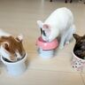 ご飯を食べるのが遅い後輩猫に、先輩猫がとった行動とは……予想外の『事件』に爆笑の声続出「食いしん坊すぎるｗ」「食の権化ｗ」