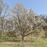 【旭川市】男山自然公園で花を楽しむ！晴天の日にこそ訪れたいスポット！