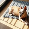 犬にとって『日向ぼっこ』は欠かせない？日光浴が健康に与えるメリットとは