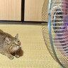 元野良猫に初めて『扇風機』を使ってみた瞬間…『可愛すぎる反応』が19万6000再生「幸せな生活を物語ってる」「めっちゃ好き」