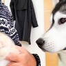 ハスキー犬が『怯える子猫を育てた』結果…嘘のような『2年後の姿』が感動的すぎると281万再生「まるで親子のよう」「涙が溢れた」と大絶賛