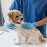 愛犬の体にしこりがある場合に考えられる病気4つ　急を要するときと問題ないときの見分け方とは