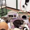 『お昼寝中の猫達』一匹の猫が"やらかして"…まるで『ビリヤード』みたいな光景に爆笑「本人もビックリw」「スローでみたいｗ」53万再生