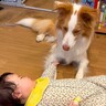 犬に『妹ができた』結果…赤ちゃんに見せた『ジェントルマンな行動』が優しすぎると111万再生「絶対守るマンでかっこいい」「ほんと良い子」