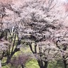 樹齢100年超のヤマザクラが咲き乱れる奈良県御杖村の「丸山公園」