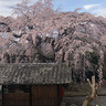 齢推定400年。七久保の名所「慈福院のしだれ桜」＠飯島町
