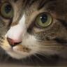猫が突然『異様な声で喋りだした』かと思ったら…とんでもない『笑撃発言』が41万再生「ミトコンドリアで吹きだしたｗ」「ガーンガニ」