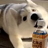 ペットボトルを目の前にしたハスキーの子犬→なぜかビビり散らかし…まさかの『敵認定する光景』に「かわいいｗ」「仕事の疲れ吹っ飛んだ」の声