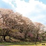 【奈良の桜】七不思議も伝わる伊勢本街道の山桜の名所『丸山公園』（御杖村）