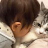 幼い息子が『猫吸い』にハマった結果…まさかの可愛すぎるやりとりが2048万再生の大反響「困惑してる顔ｗ」「その年で猫吸い覚えるとは…」