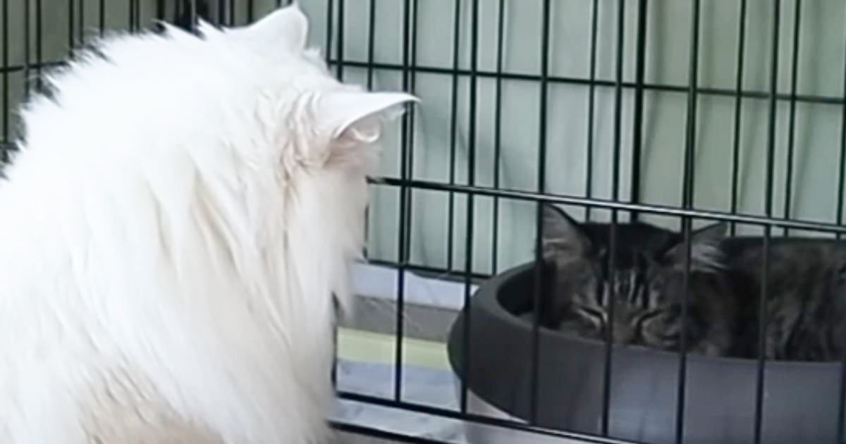 日本全国送料無料商品 特集 保護猫を新しく迎えたら、家にいた元捨て猫が…まさかの ファンデーション
