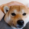 犬が『喉を鳴らしている』ときの理由4つ　愛犬が伝えているサインから病気の可能性まで解説