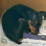 母『30年前に亡くなった子が忘れられない』と犬を飼うことに大反対→迎え入れた結果…まさかの『現在の光景』に「心が温かくなった」と感動