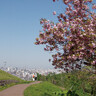 【札幌】絶景の旭山記念公園と藻岩山山麓でお花見さんぽ。周辺のおすすめグルメ、立ち寄りスポットをご紹介