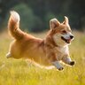 犬が嬉しそうな笑顔をみせる心理5つ　ポジティブな意味とは限らない？意外な理由をご紹介