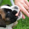 犬が『人に噛みついた』ときの心理5つ　攻撃性が高まる理由から対処法までご紹介