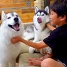 子供が大好きなハスキー犬の家に『甥っ子が泊まりに来た』結果…可愛いが大渋滞する『もみくちゃ熱烈歓迎』に15万再生の反響「最高に可愛い」