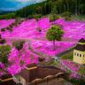 【北海道の絶景】札幌ドーム7つ分〝ピンクのじゅうたん〟に癒やされる　66年前のミカン箱1つから始まった「滝上芝ざくら公園」