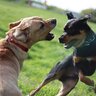 犬が『噛む』のはしつけができていないから？噛む必要の無い環境作りをしてあげよう