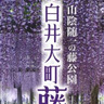 総延長500ｍの藤棚に咲き誇る白・紫・ピンクの花々♡