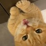 新居に来て３日目→愛猫が最初に覚えた『可愛すぎる行動』に笑顔になる人が続出「ひとつひとつの仕草が可愛い」「とてもほっこりした」