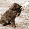 迷子犬と出会った時にしてはいけないNG行動4つ　知っておかないと大変なことに…？正しい対処法とは