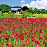 【伊達市・福島市・二本松市・鏡石町・いわき市】初夏のおすすめ花スポット5選