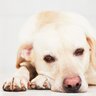 犬が『ストレスの限界を迎えている』ときのサイン4選　精神的負担を減らすために飼い主ができることはあるの？