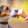 犬を人のように扱うのがダメな理由３つ　起こりうるトラブルや注意点を解説