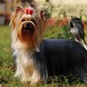 犬の毛を『キレイに維持』するために必要なこと5つ