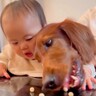 生後７ヵ月の赤ちゃんと大型犬→目の前におやつを置いてみたら…壮絶すぎる『争奪戦』が５万再生「既に人生競争を知る…ｗ」「可愛い」と絶賛