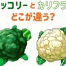 ［ブロッコリーとカリフラワーの違い］栄養や由来もこんなに!?