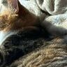 『まどを、とにかく窓を見てくれ…』→日向ぼっこしている猫のほうを見てみると…とんでもなく可愛い瞬間が154万表示「幸せそう」「眼福」