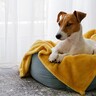 犬が不快に思う『ベッド』とは？主な特徴や睡眠環境を整えるべき理由まで